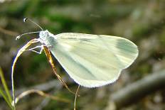 Glaucocharis clandestina - Tintenfleck-Weißling (Senfweißling)